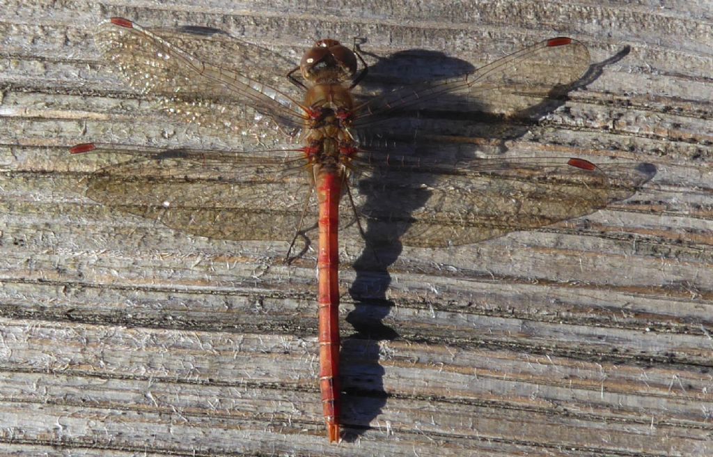 Sympetrum striolatum